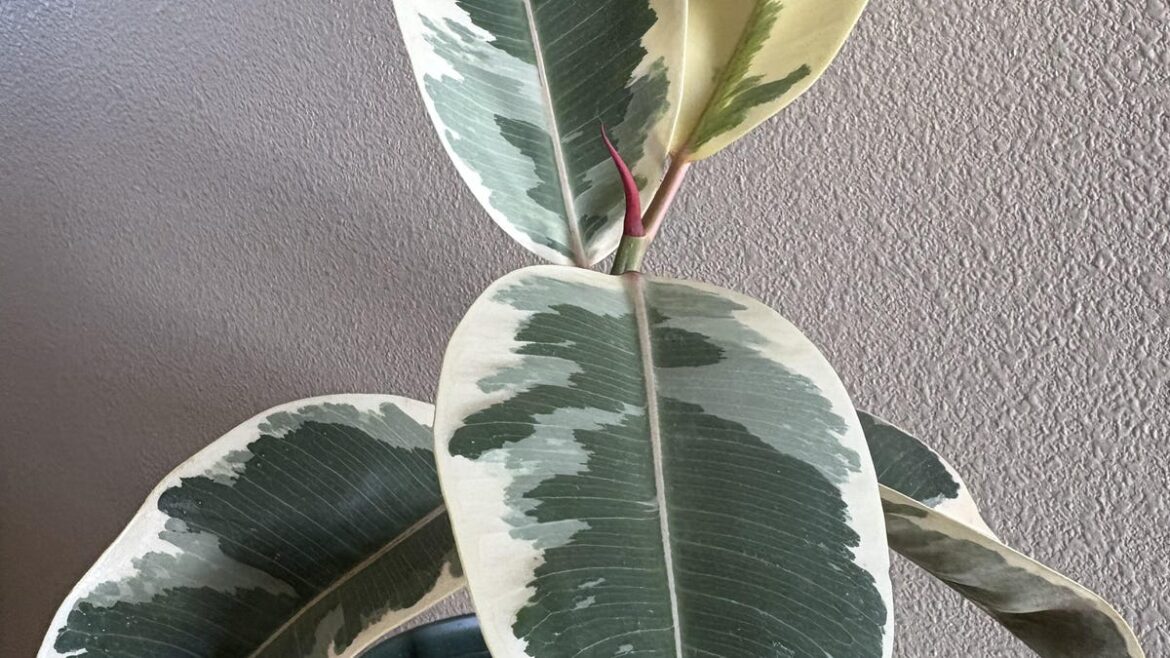 Take another look at ficus trees