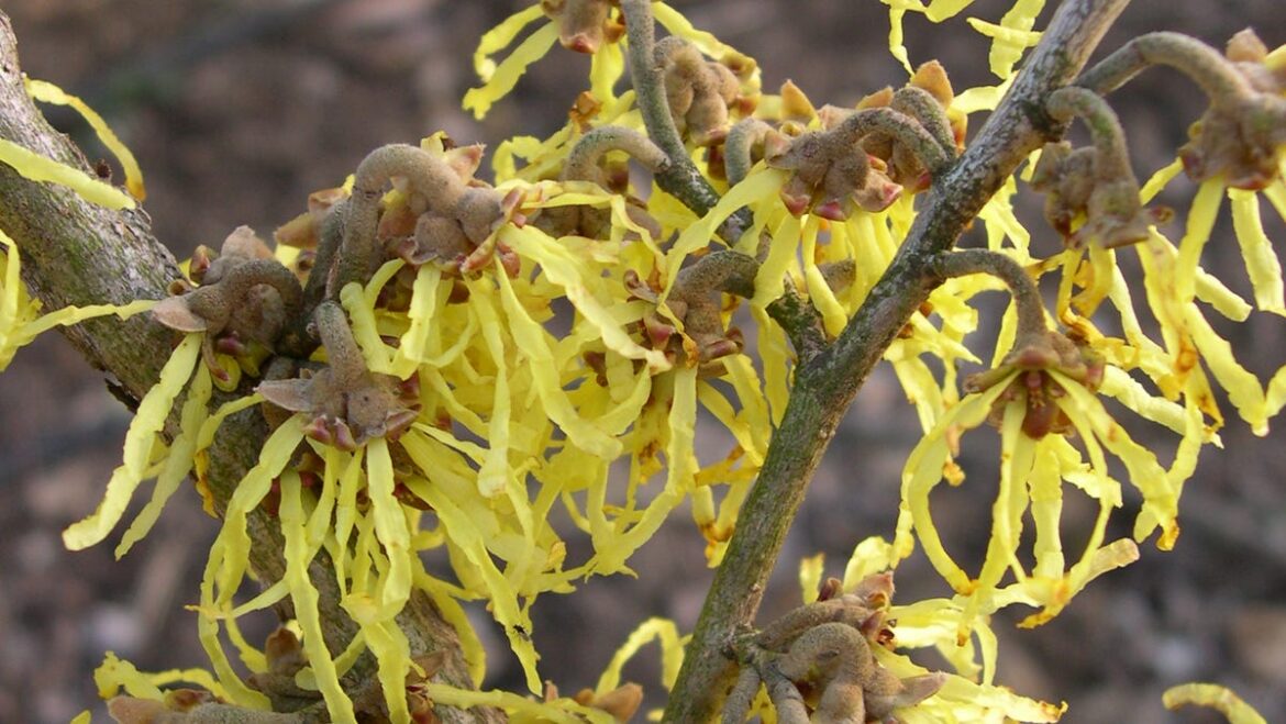 Why witchhazel is the fragrant winter plant you need to know Why witchhazel is the fragrant winter plant you need to know