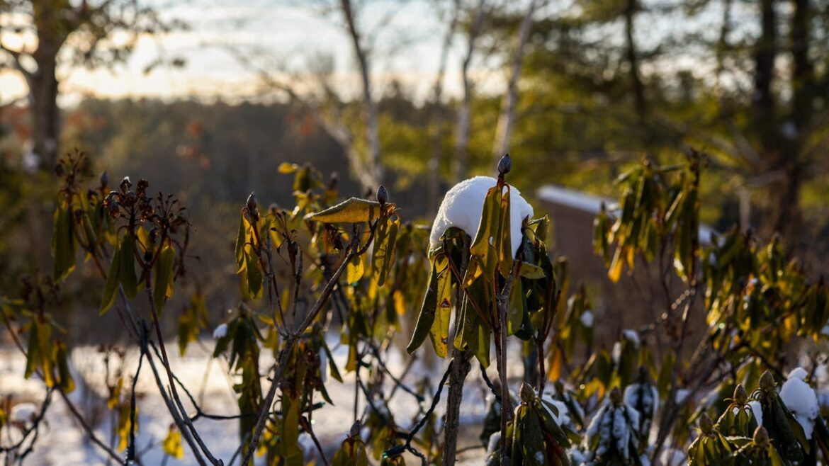 Snow cover an important part of garden's life