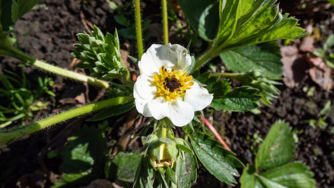 Winter injury – What to look out for and do about it