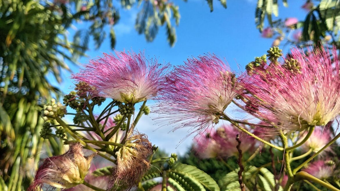 Plants invasive to Florida landscape to avoid buying at garden centers