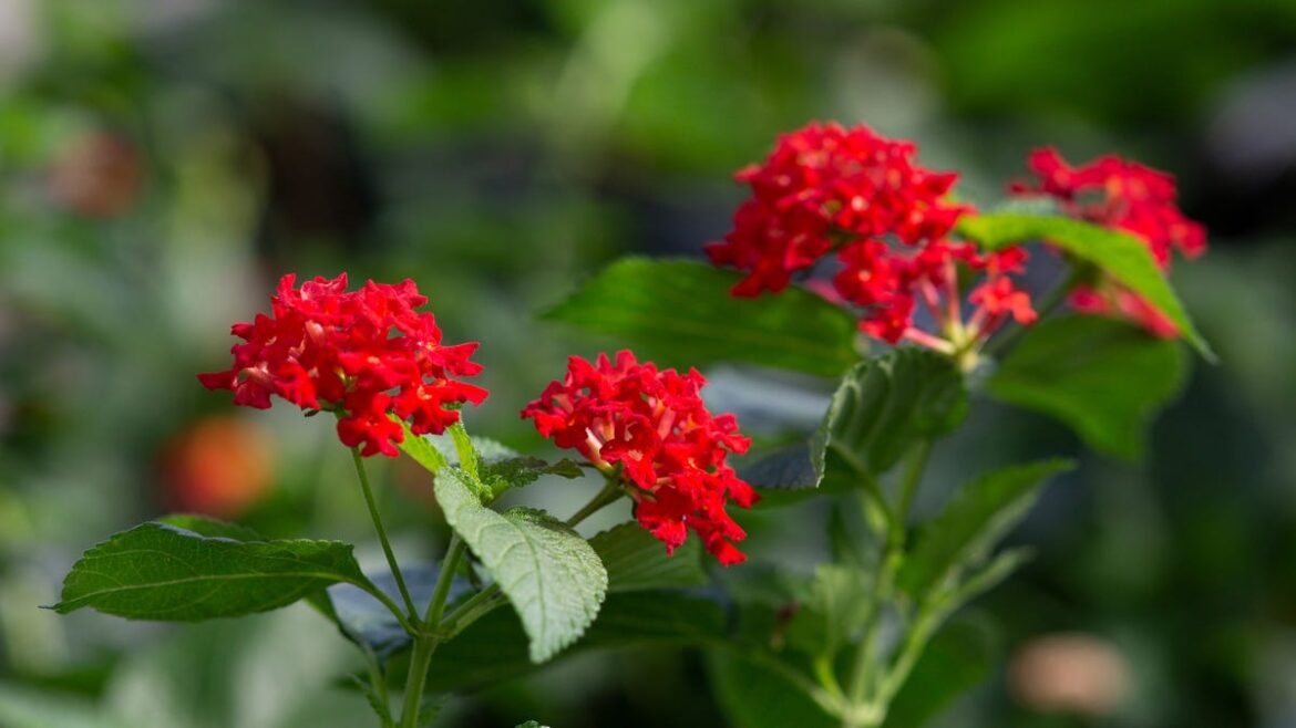 Florida invasive plants found in stores to avoid in your garden