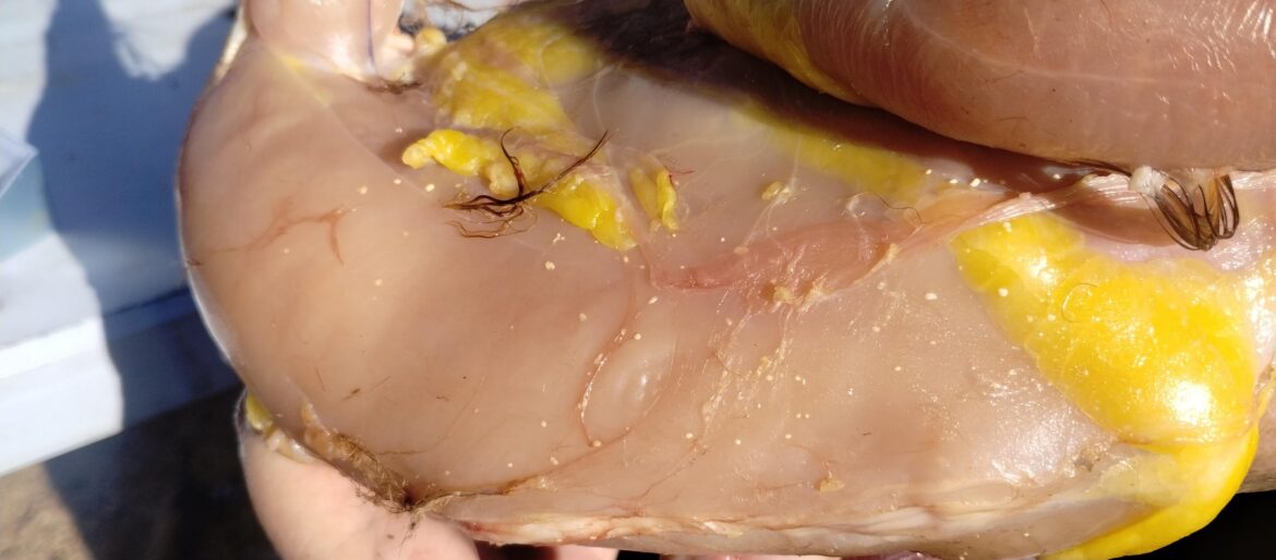 Fresh butchered chicken. What are these white spots?