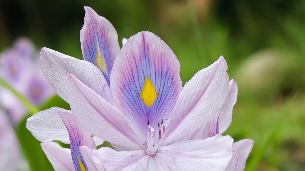 Don’t let these eight plants, sold in stores, invade your Florida garden Don't let these eight plants, sold in stores, invade your Florida garden