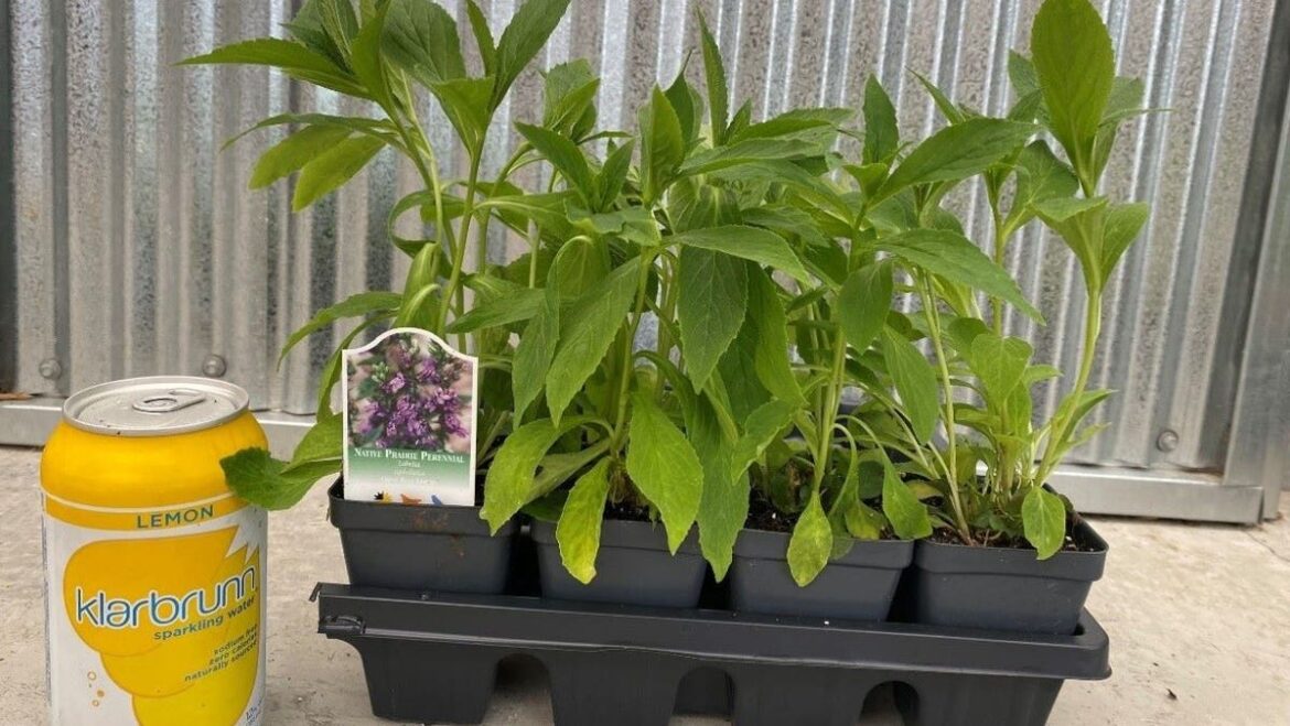 MMSD kicks off spring native plant, rain garden sale MMSD kicks off spring native plant, rain garden sale