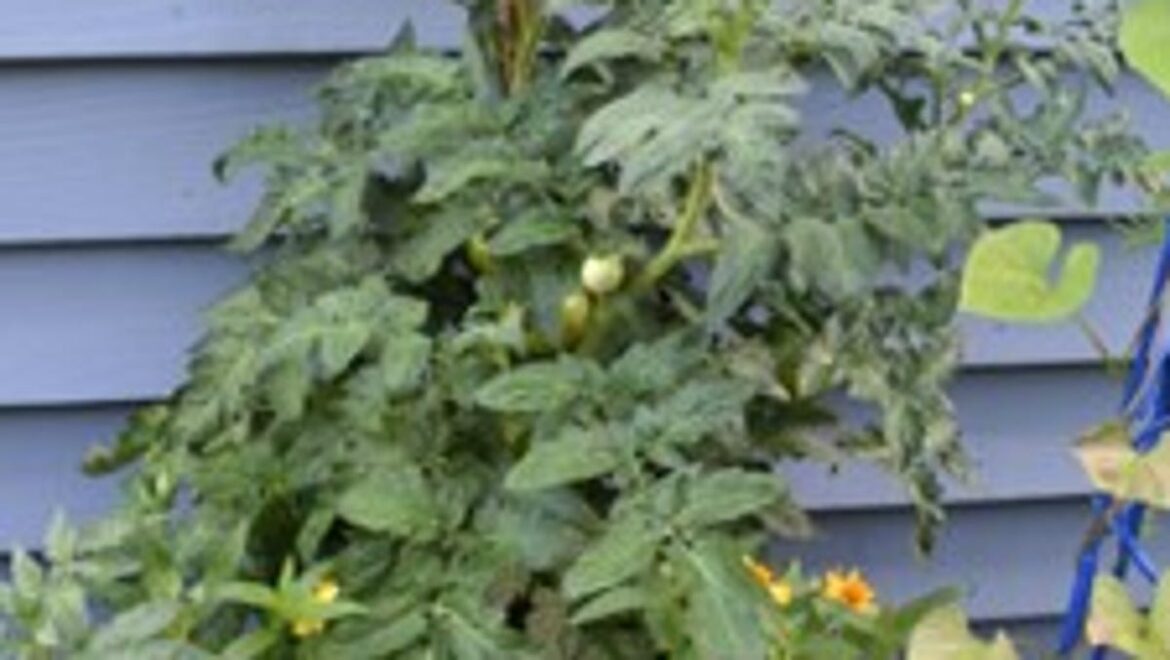 Growing vegetables in small spaces