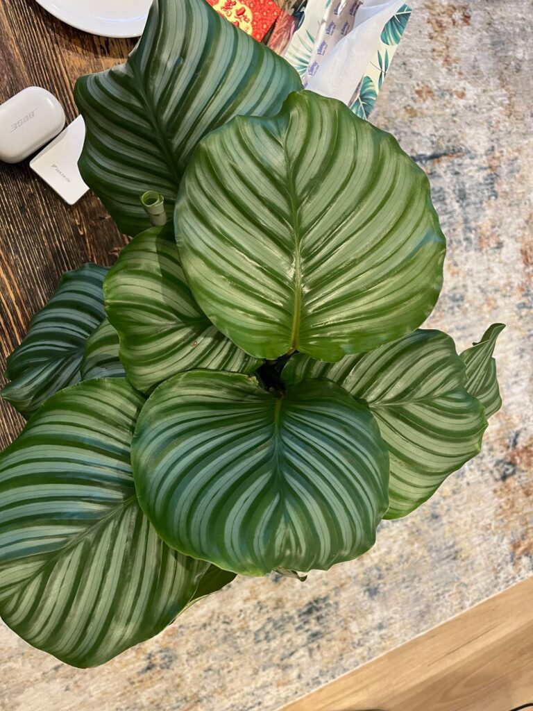 Orbifolia growth after repot