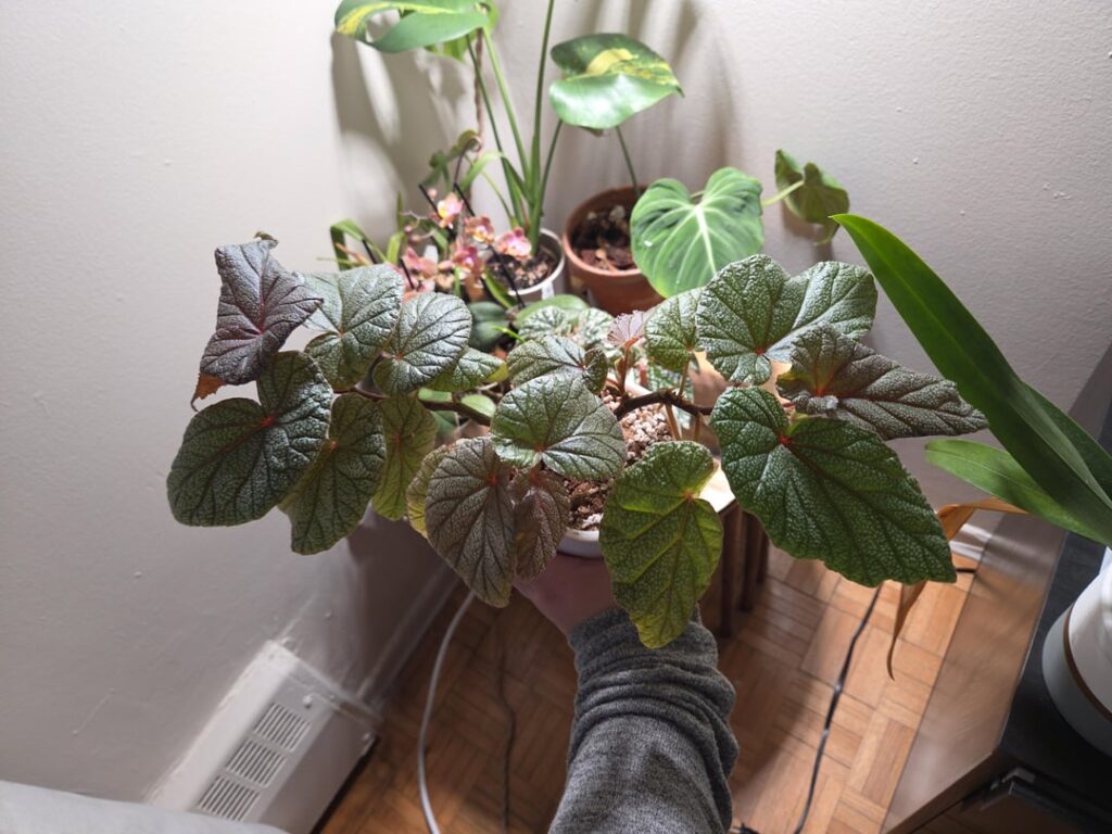 This begonia sinbad is quite the trooper, was looking super sad a couple months ago This begonia sinbad is quite the trooper, was looking super sad a couple months ago