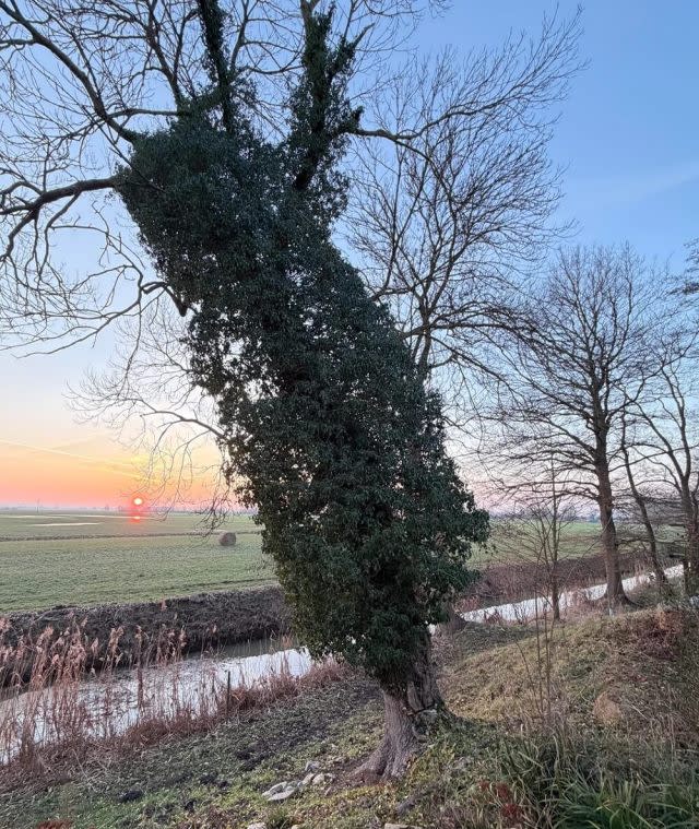 One person's native plant is another's invasive species. This Reddit user is trying to figure out if the ivy on their tree is harmful.
