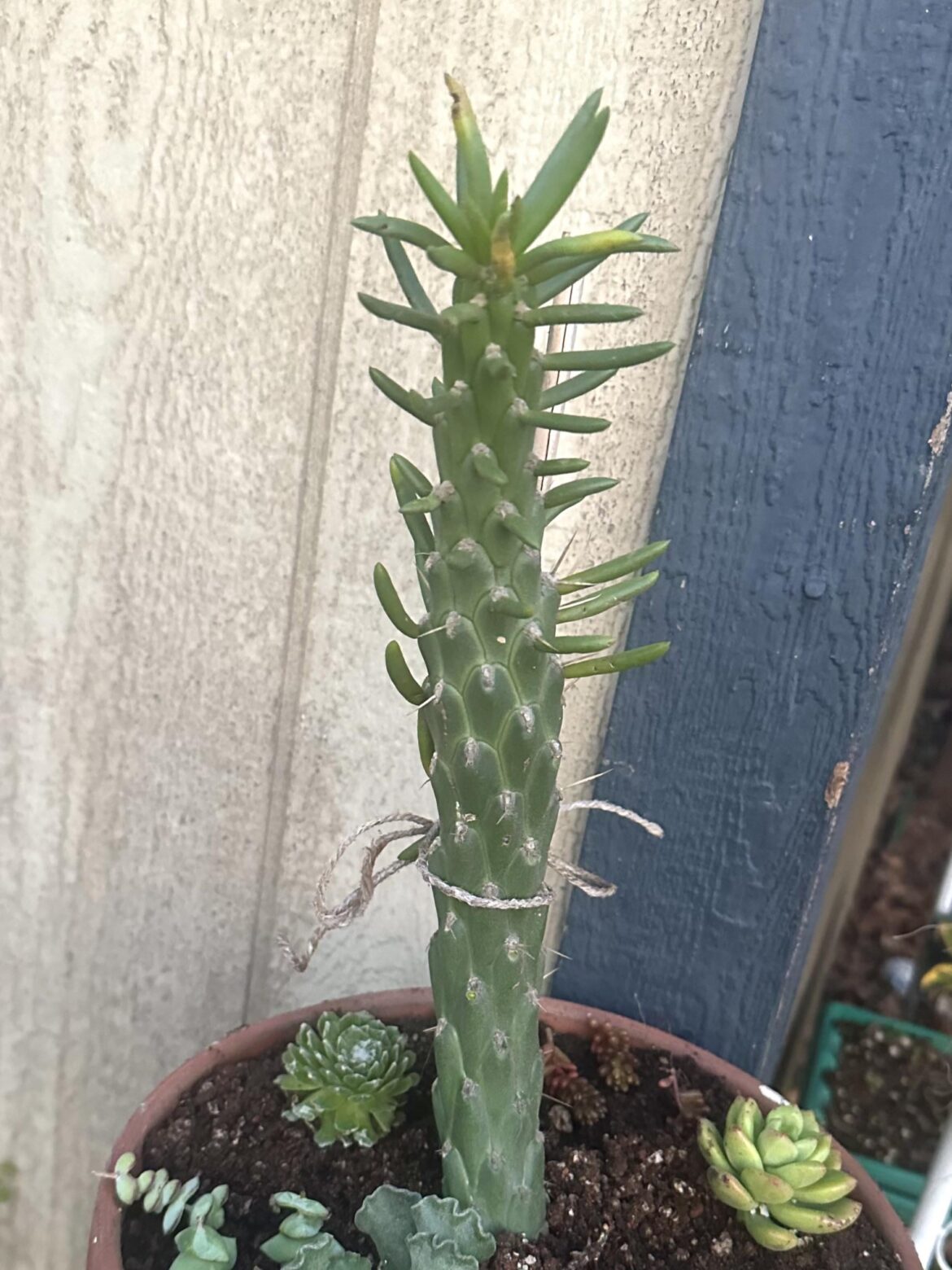 Give this cactus I’m propagating a name