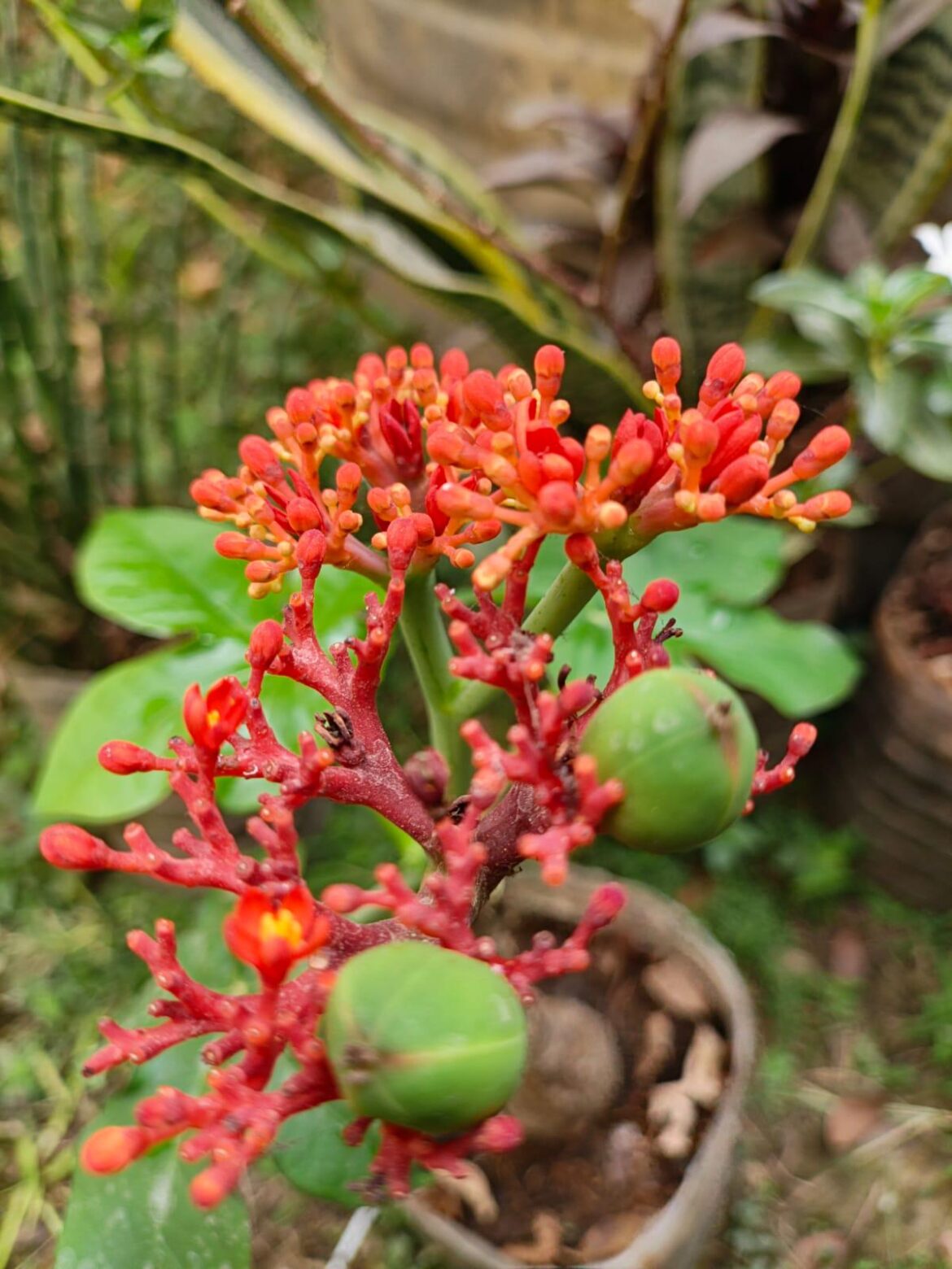 Members, does anyone know what these green pods are?