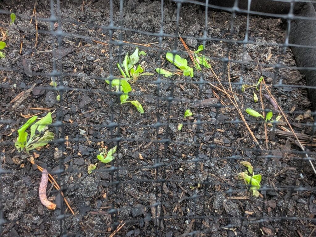 Lettuce started off great, now?....not so much.