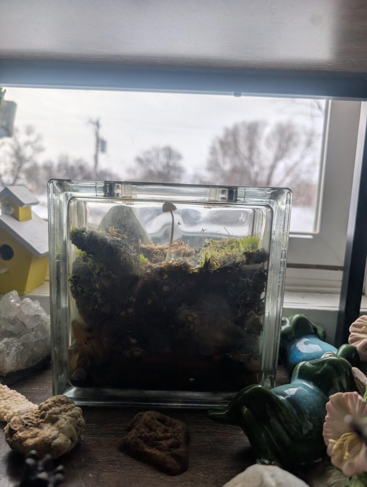 Mushroom's trying to escape my glass cube terrarium