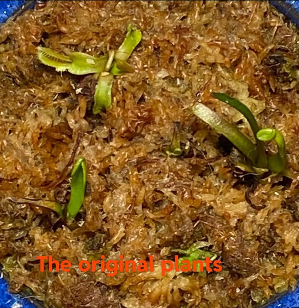 It started with a few and multiplied. Plants have been in my care for over a year now.