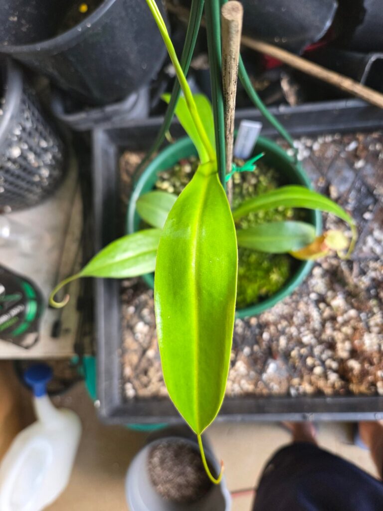 Nepenthes ID Nepenthes ID