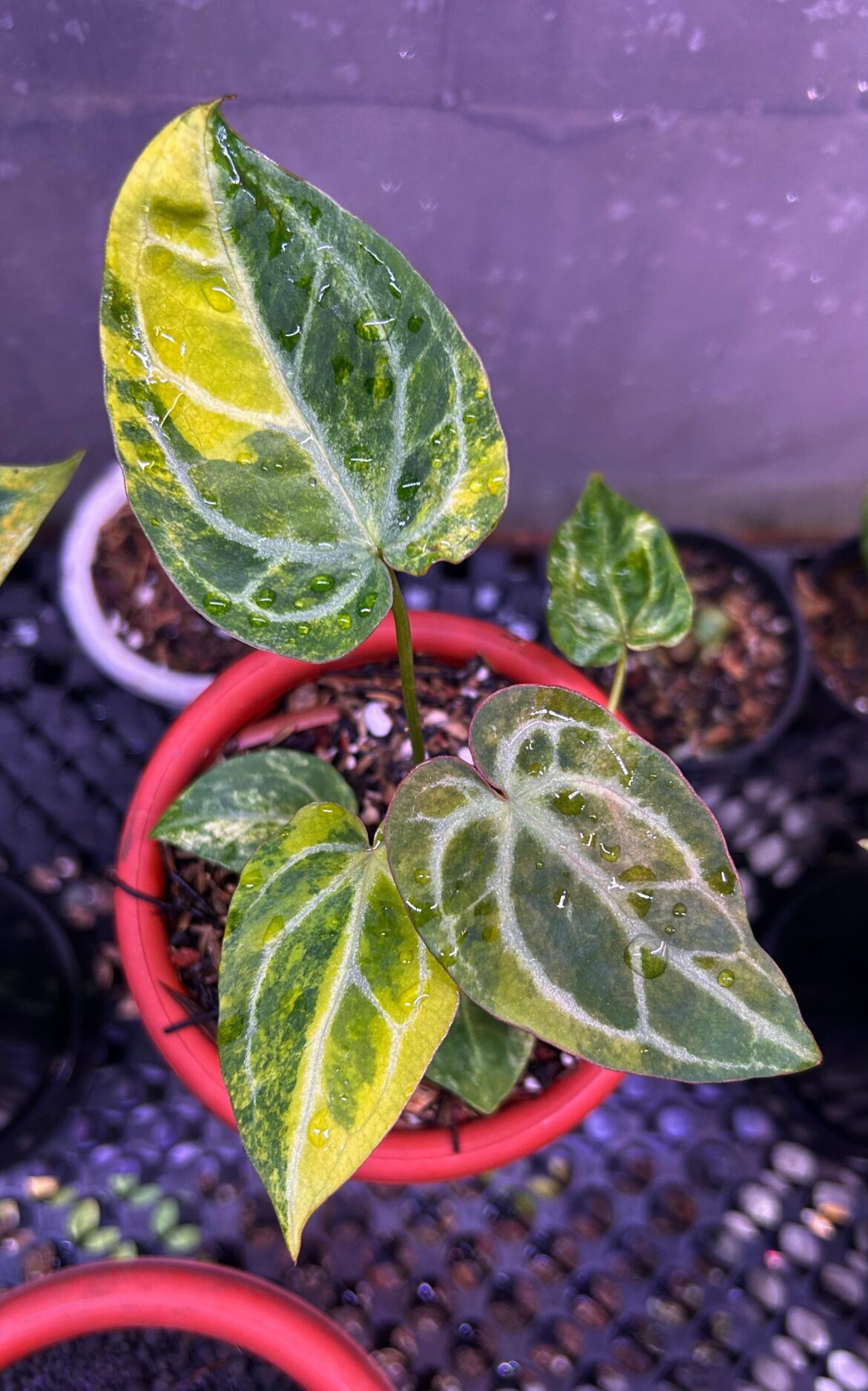 Anthurium Michelle hybrid variegated 🪴