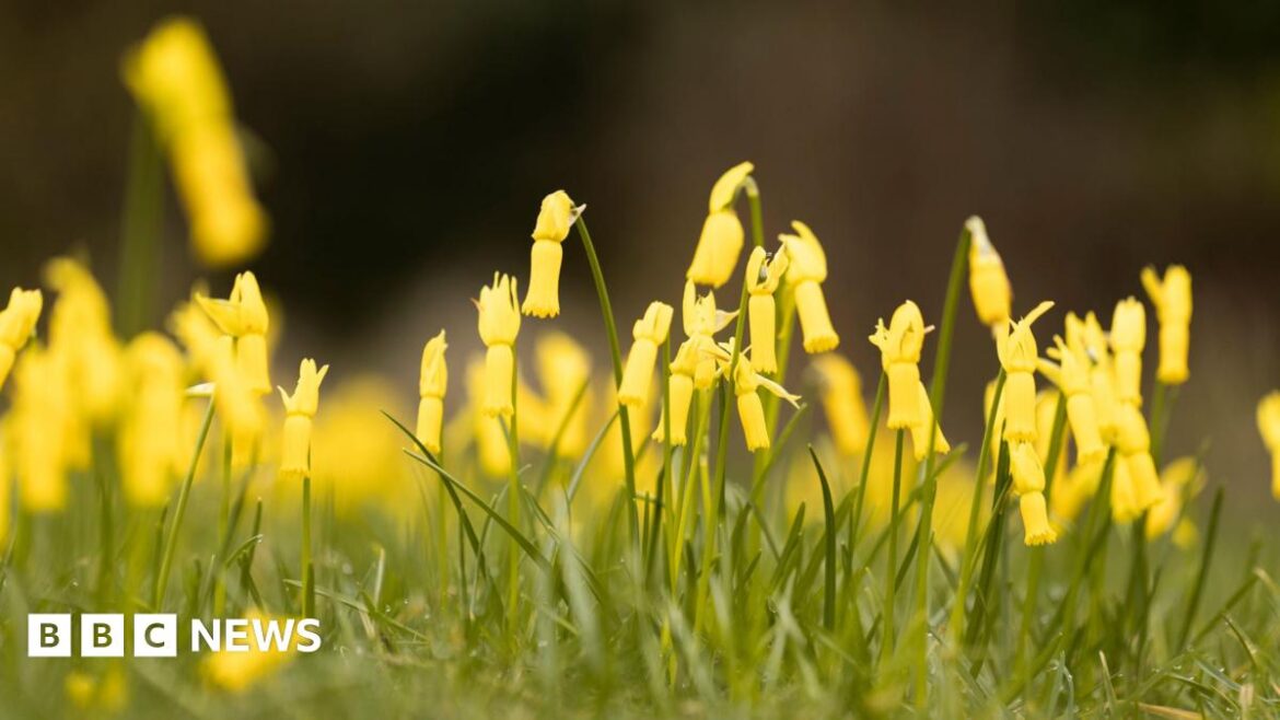 Early flower bloom at South West National Trust gardens A composite image of the front pages of the Times and the Guardian on 28 February