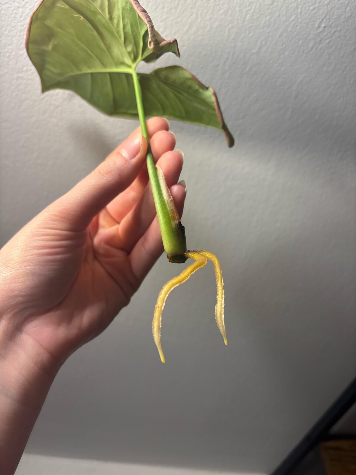 can i pot up this syngonium? can i pot up this syngonium?