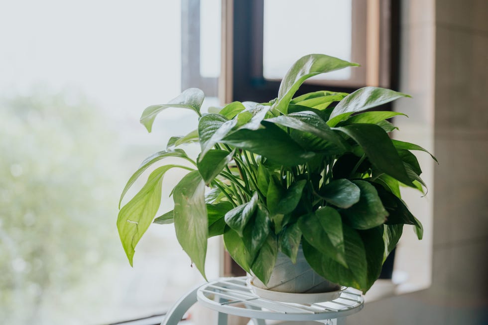 Epipremnum aureum do plants go dormant in winter