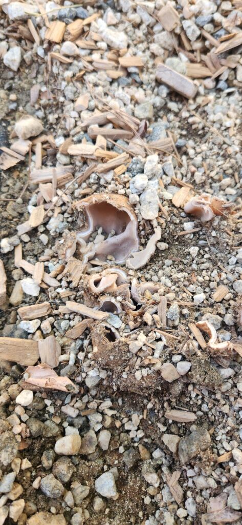 What is this?