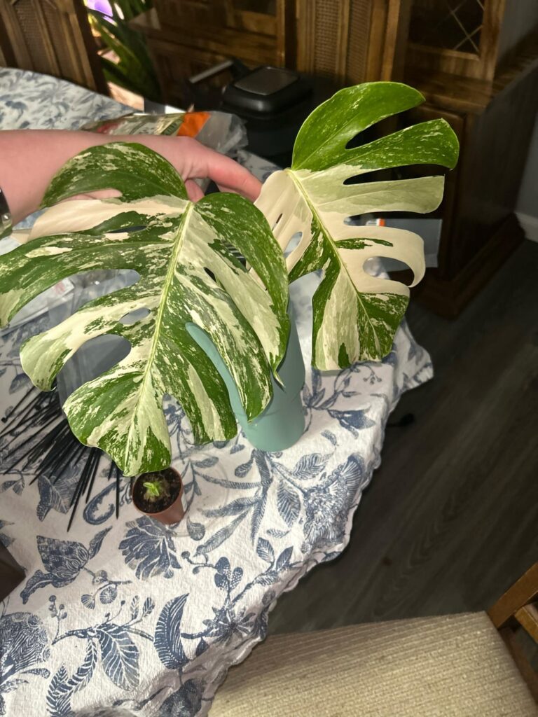 Monstera Bulbasaur