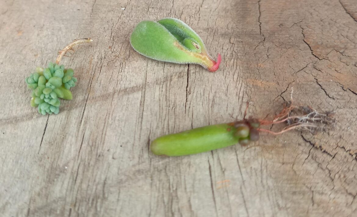 I went to a garden store and these were just lying there