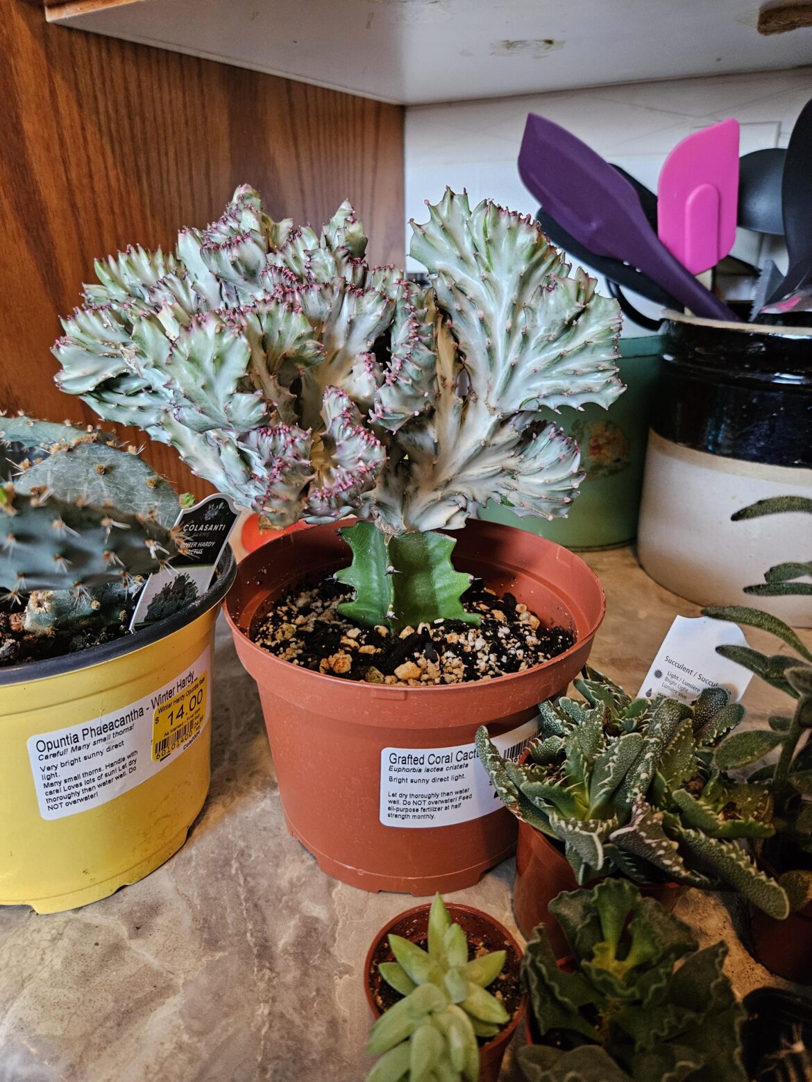 Carl the Coral Cactus