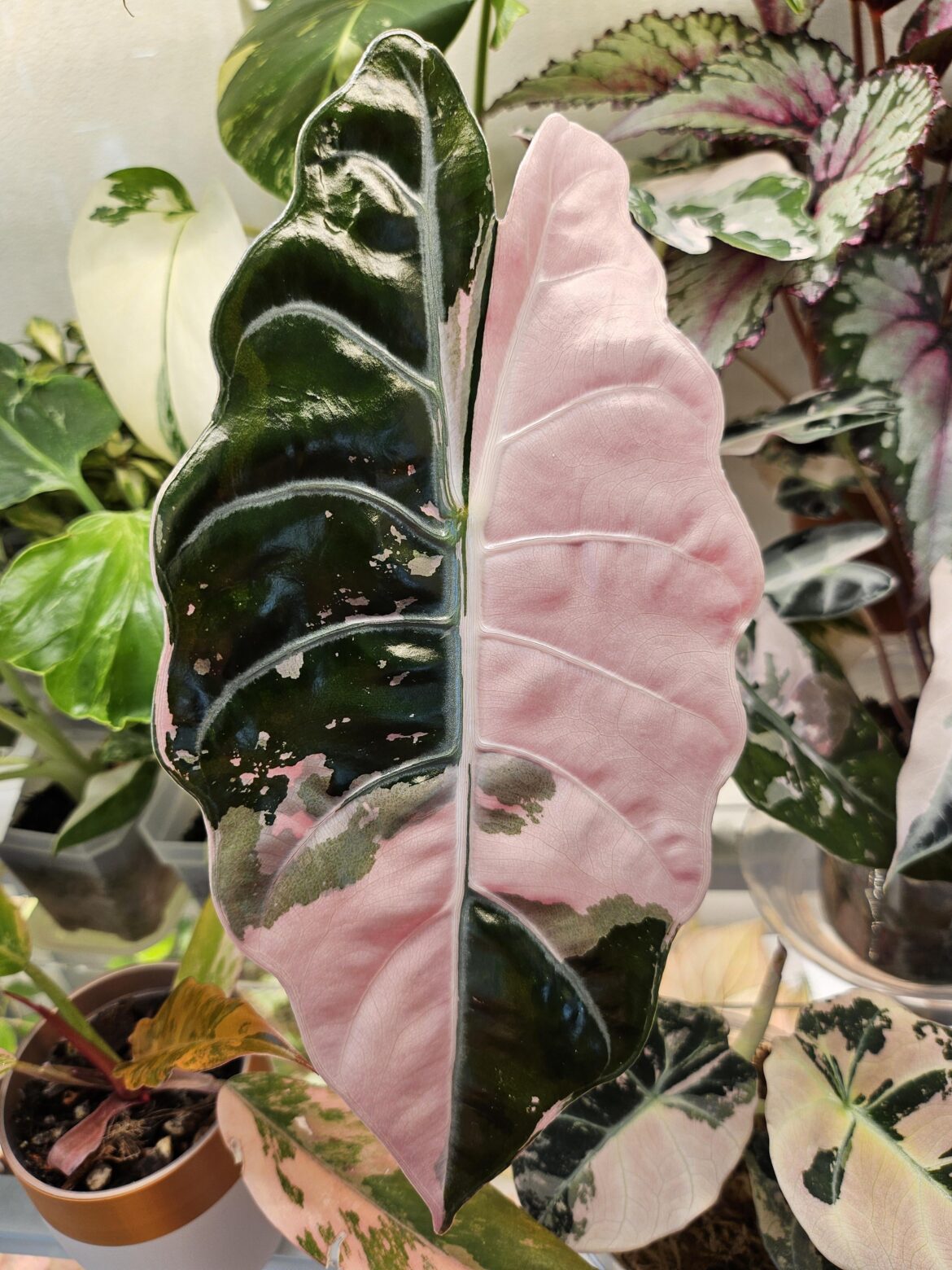 Alocasia Chantrieri Pink 🩷