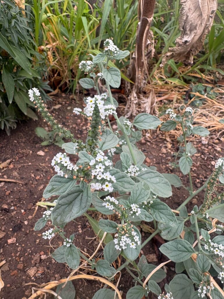 To weed or not to weed? To weed or not to weed?