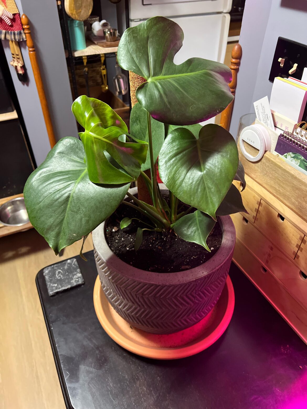 Just got this little guy