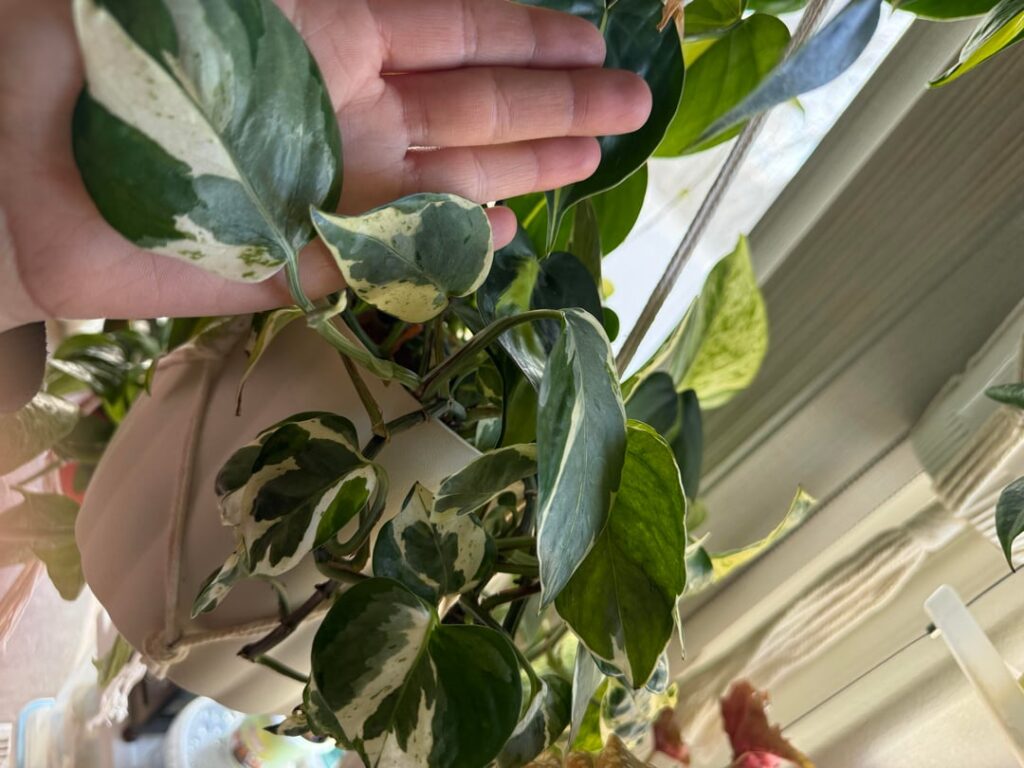 Hey! Could I have some ID help?