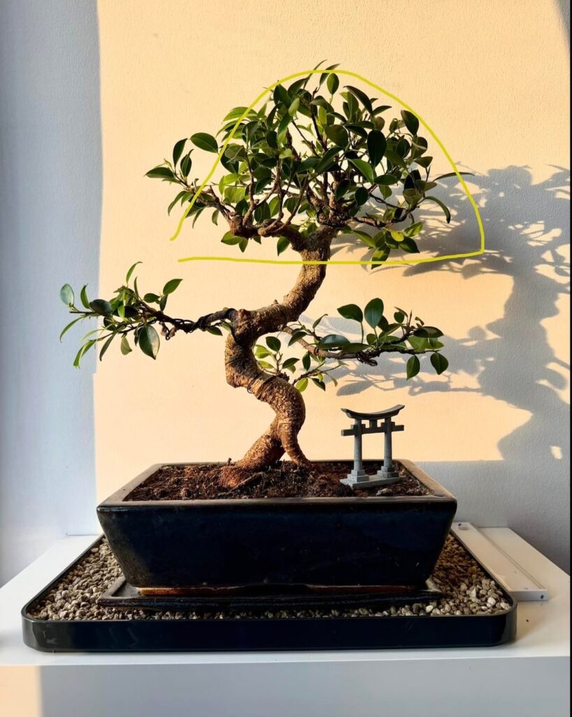 Decision on how to proceed with this ficus