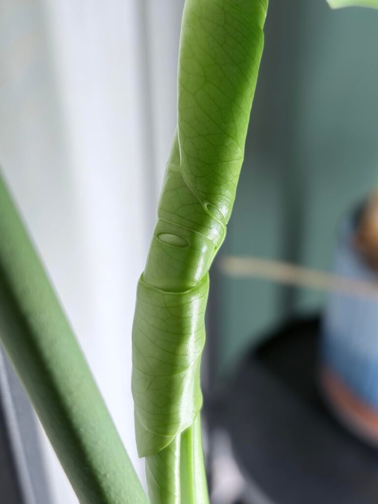 Is this what I think it is?!?!!