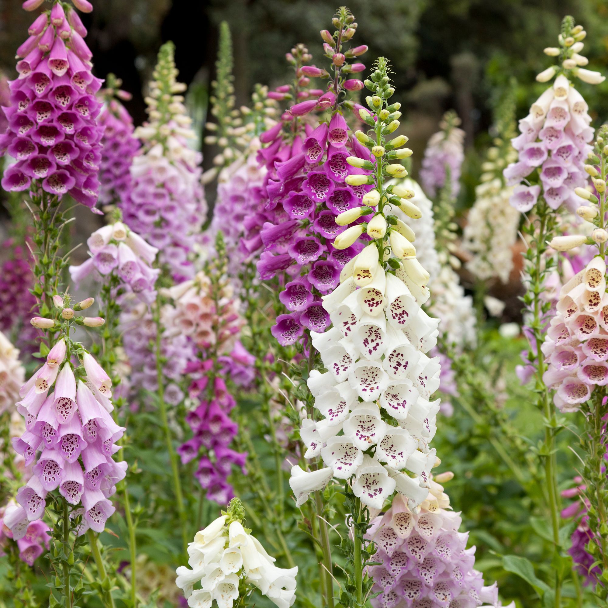 purple and white Foxgloves