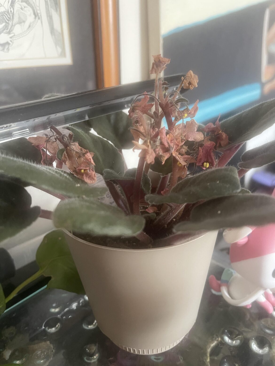Why can’t I keep Violets alive :’) Why can’t I keep Violets alive :’)