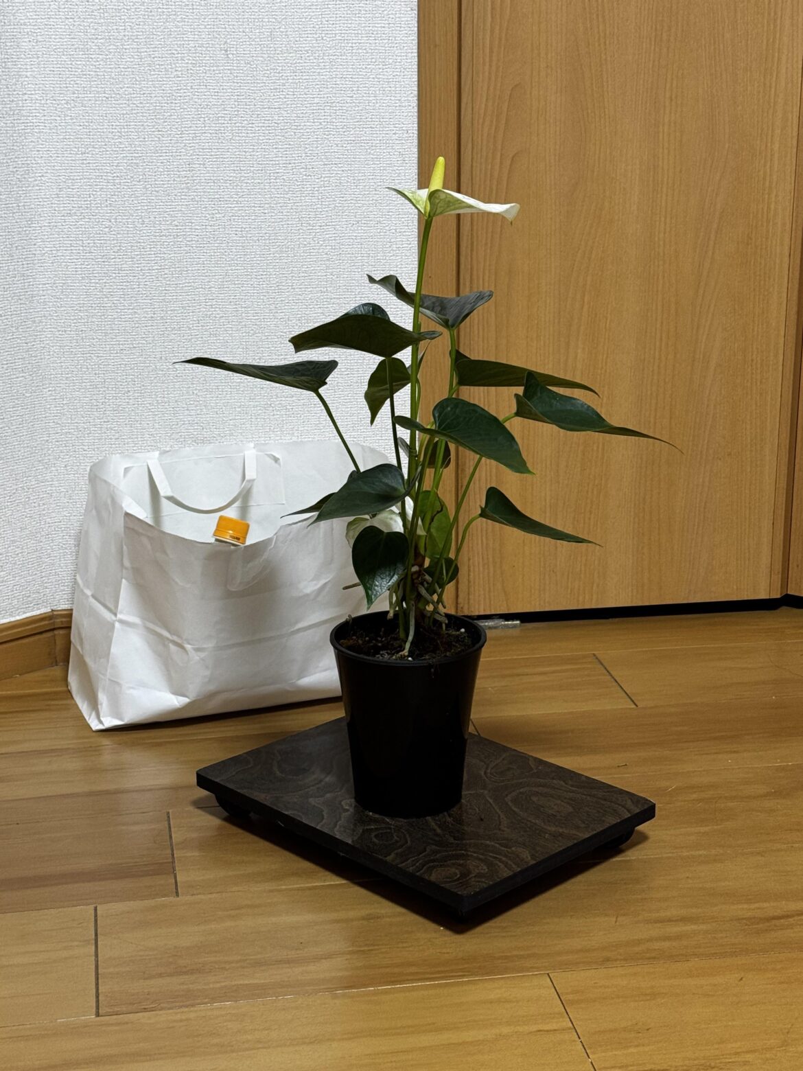 Does my peace lily needs repotting already?