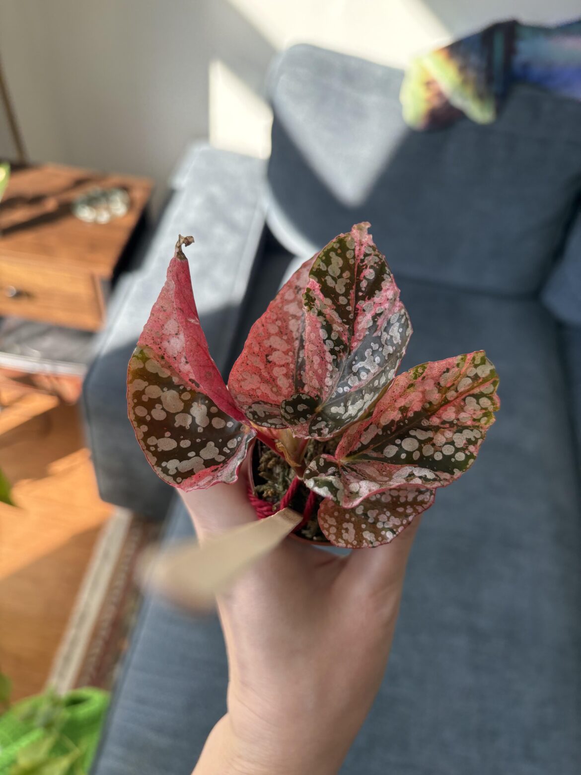 This is the most wild looking plant I own