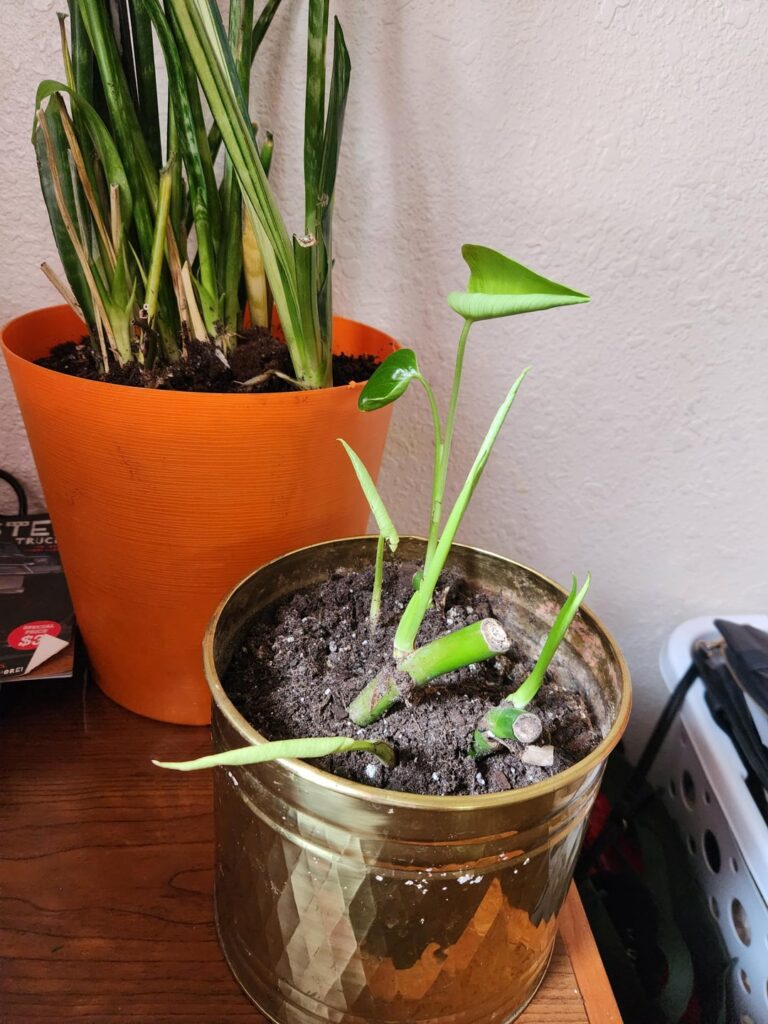 Second leaf is opening!!! Second leaf is opening!!!