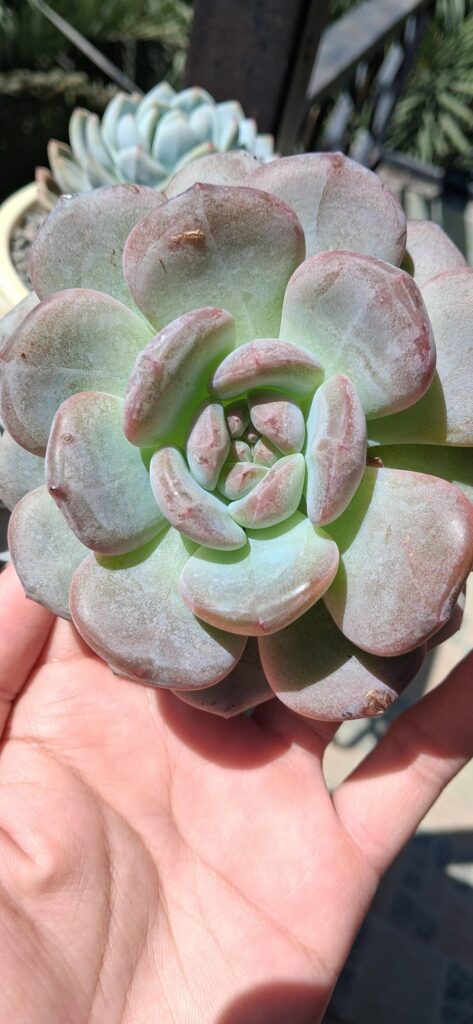 ID Help