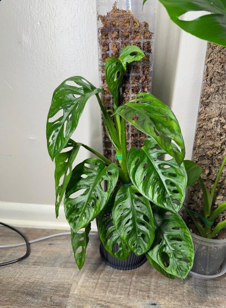 monstera adansonii