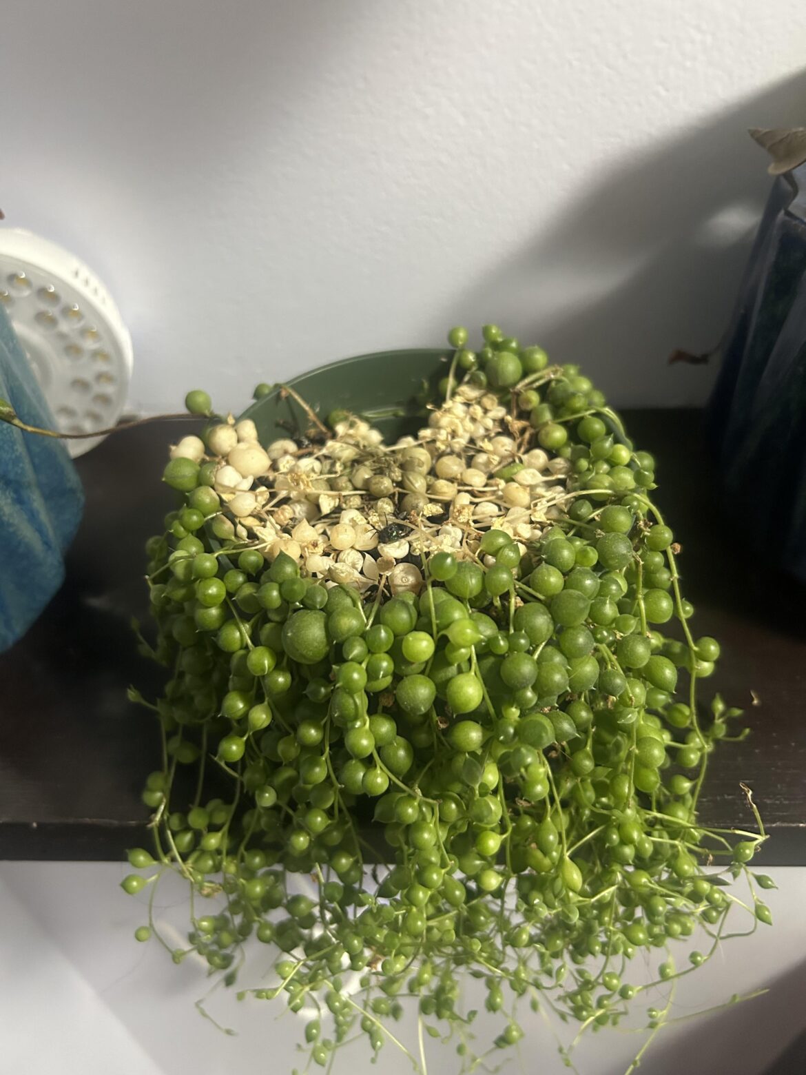 String of pearls - burnt by grow light