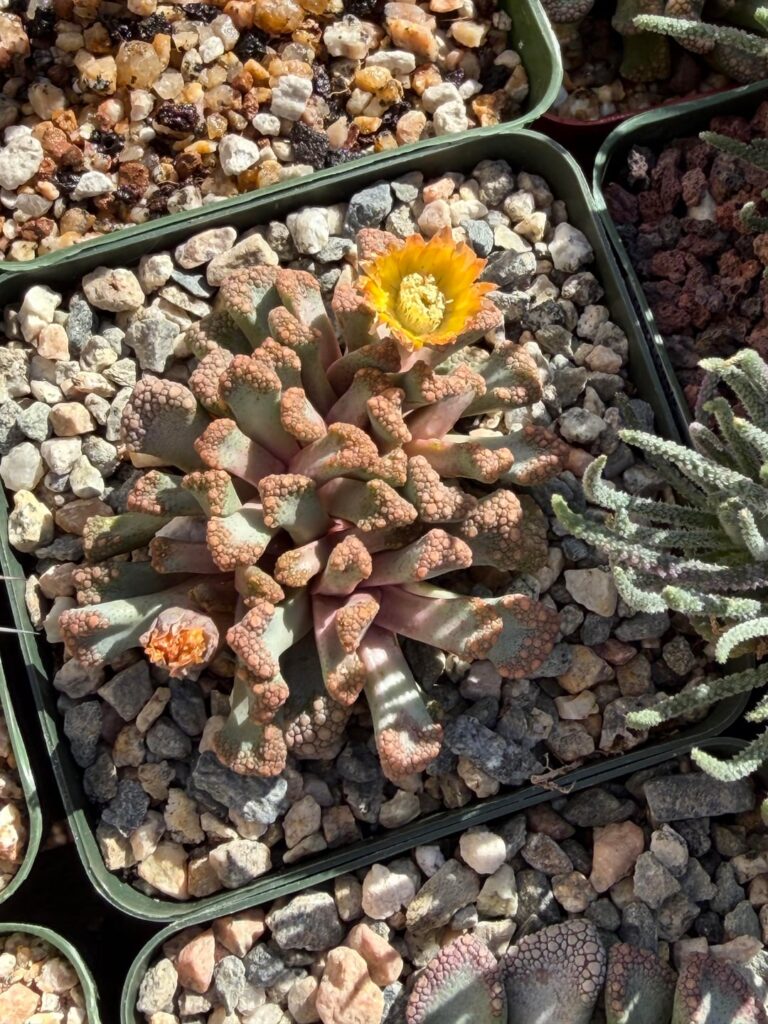 Titanopsis