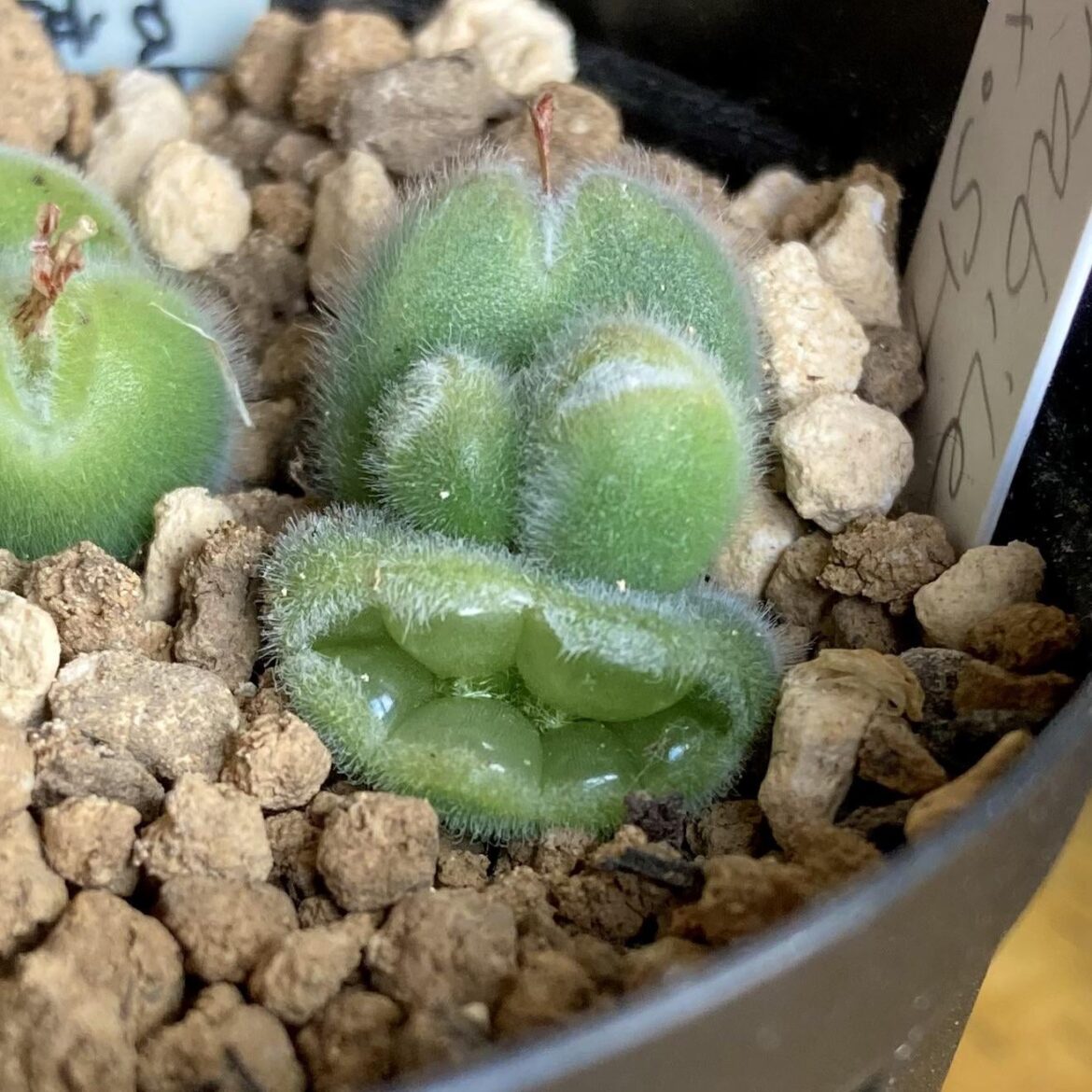 Conophytum mirabile