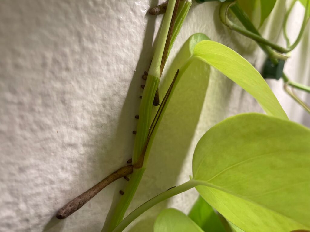 I posted a pic of my pothos taking over my wall and someone asked for close up pics of where it’s penetrating. I understand what is happening here and know the consequences.