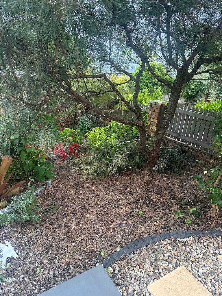 Pruned Grevillea wrong - any chance it will come back?