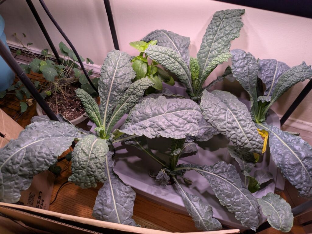 My hydroponics DIY setup has been a great experience