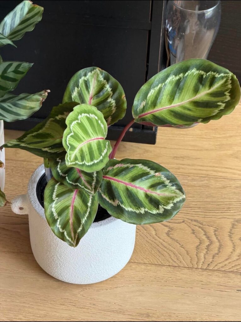 Any tips to get my Calathea growing?