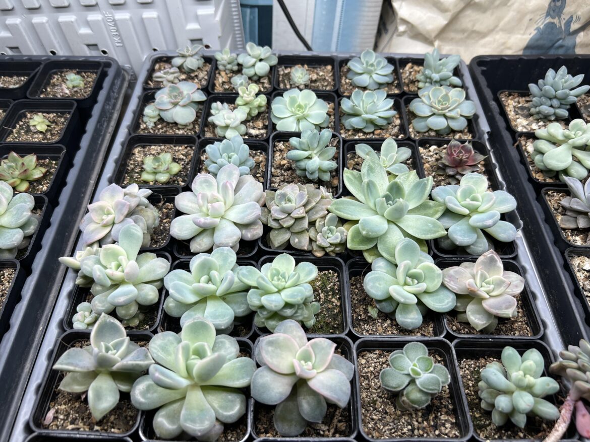 My hybrids have started to fill out their pots but now my lights are not strong enough