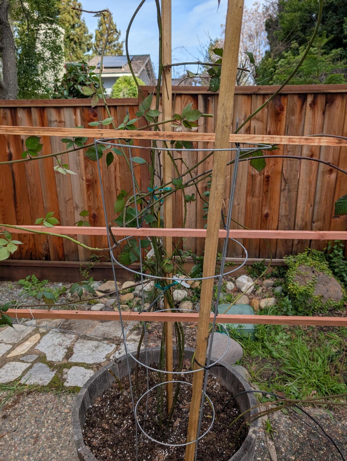 Blackberry plant questions Blackberry plant questions
