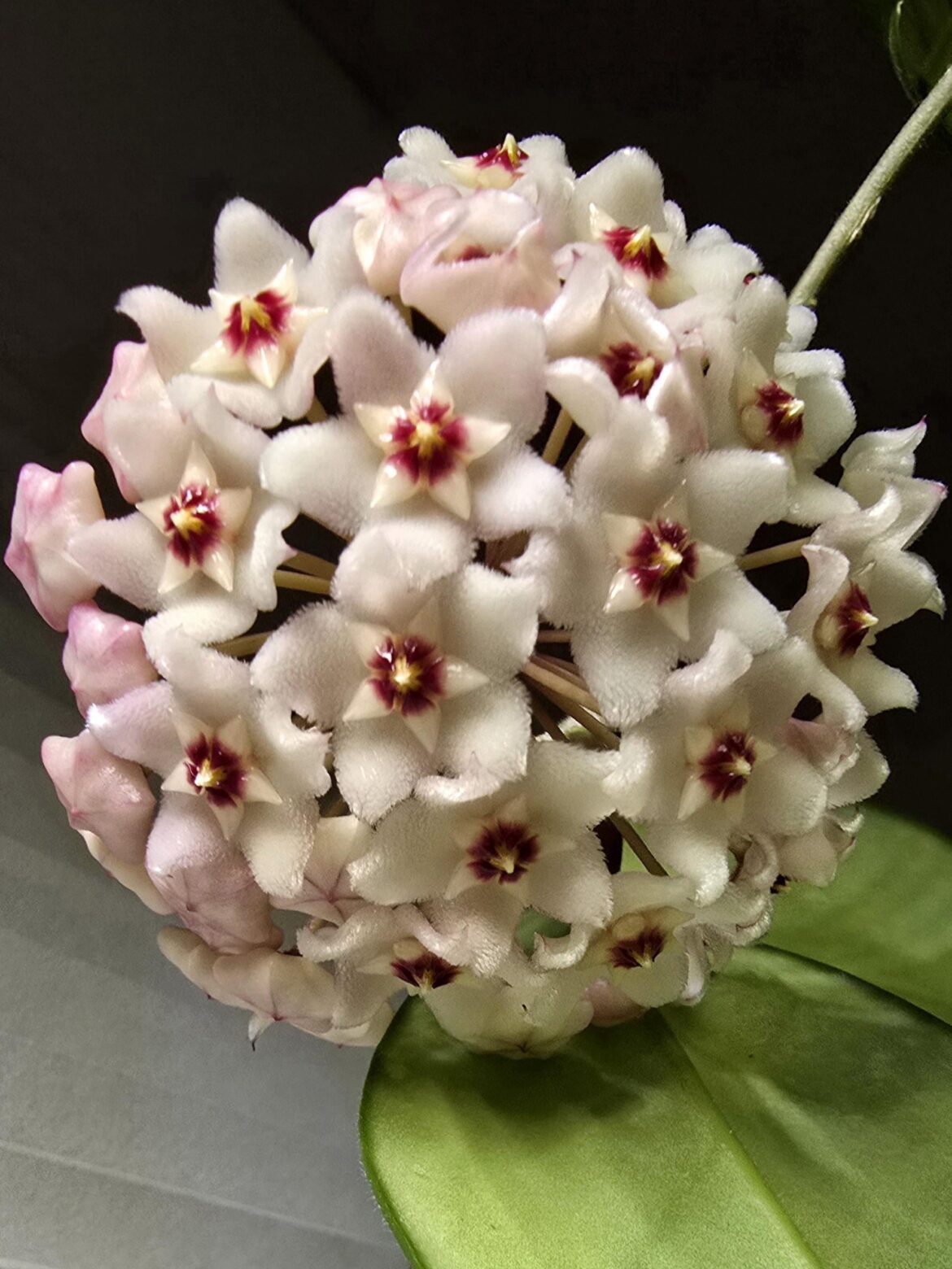 Faithful Winter Bloomer 🤍 fungii love